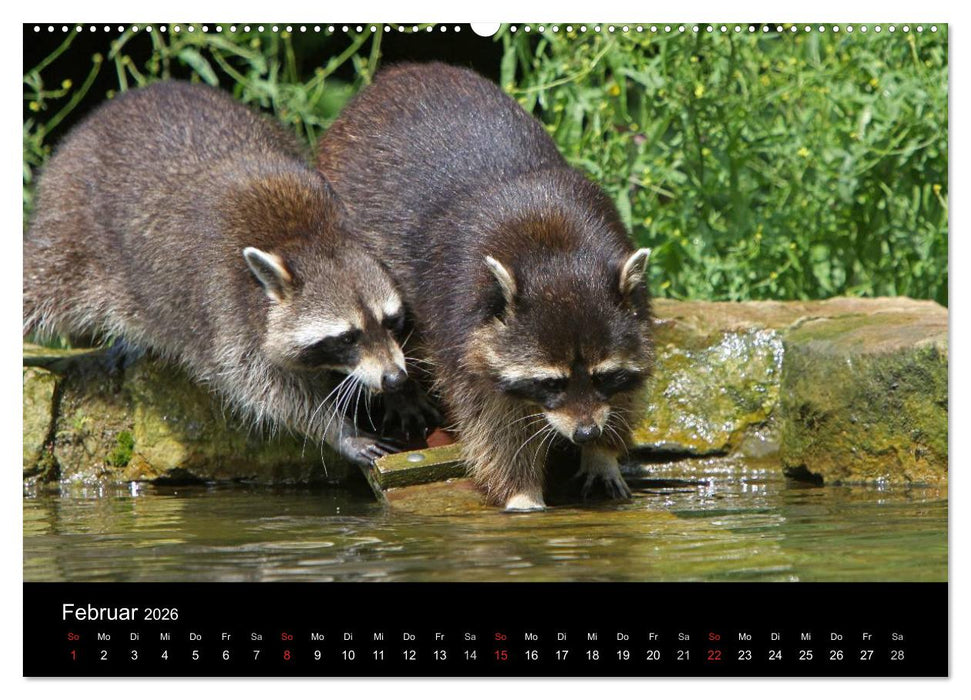 Waschbären (CALVENDO Premium Wandkalender 2026)