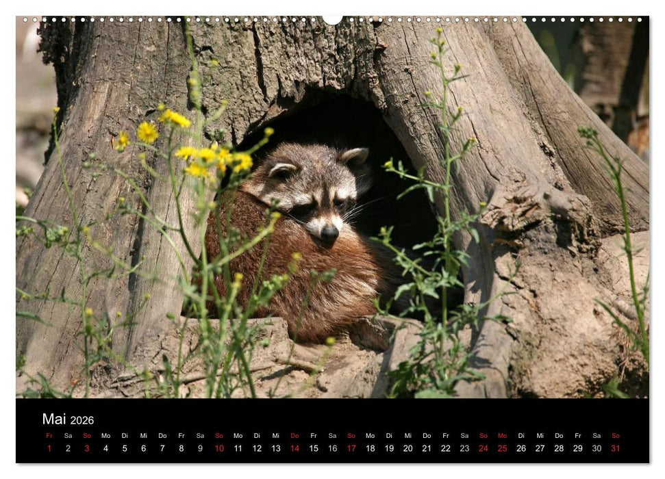 Waschbären (CALVENDO Premium Wandkalender 2026)