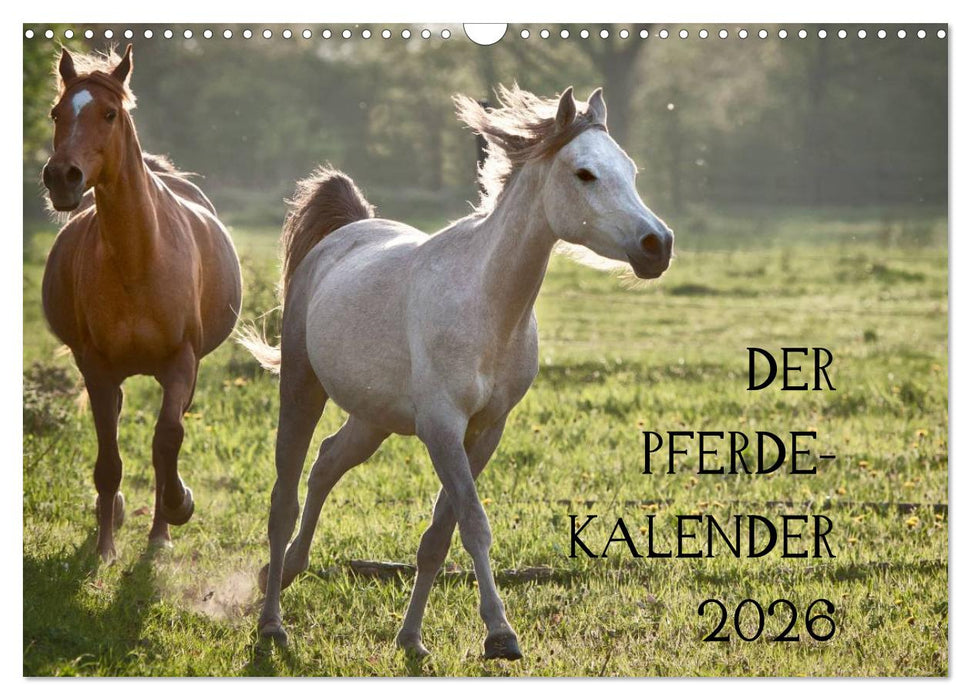 Pferdekalender (CALVENDO Wandkalender 2026)