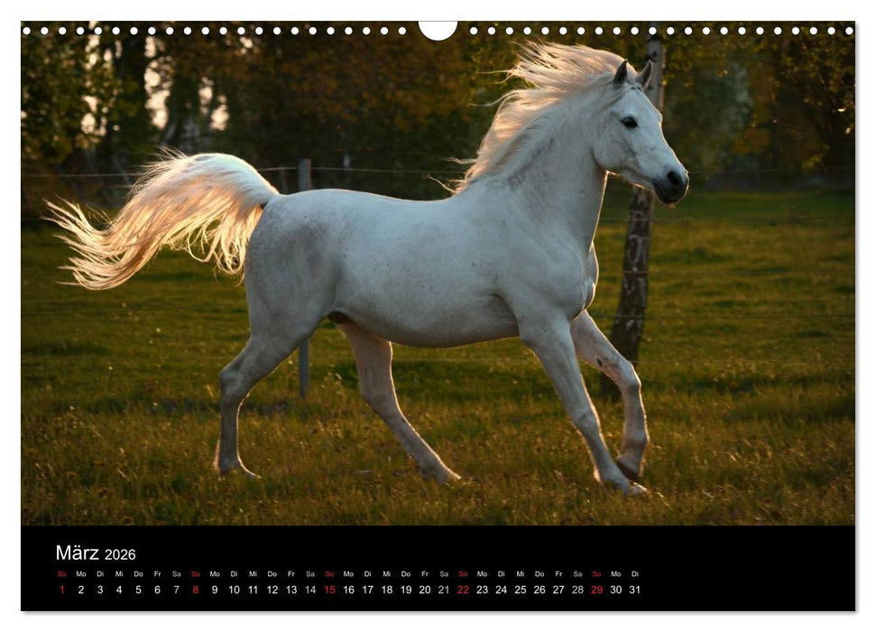 Pferdekalender (CALVENDO Wandkalender 2026)