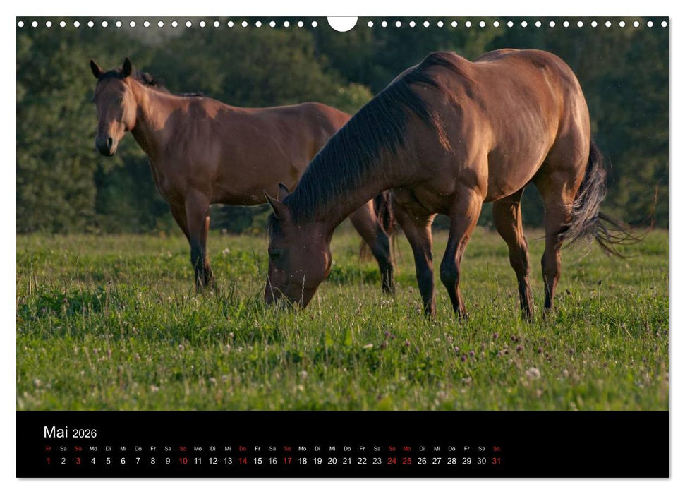 Pferdekalender (CALVENDO Wandkalender 2026)