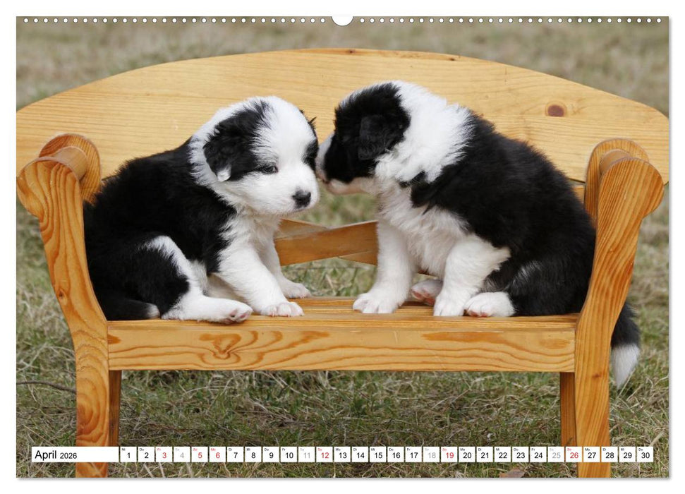 Border Collie Welpen (CALVENDO Premium Wandkalender 2026)