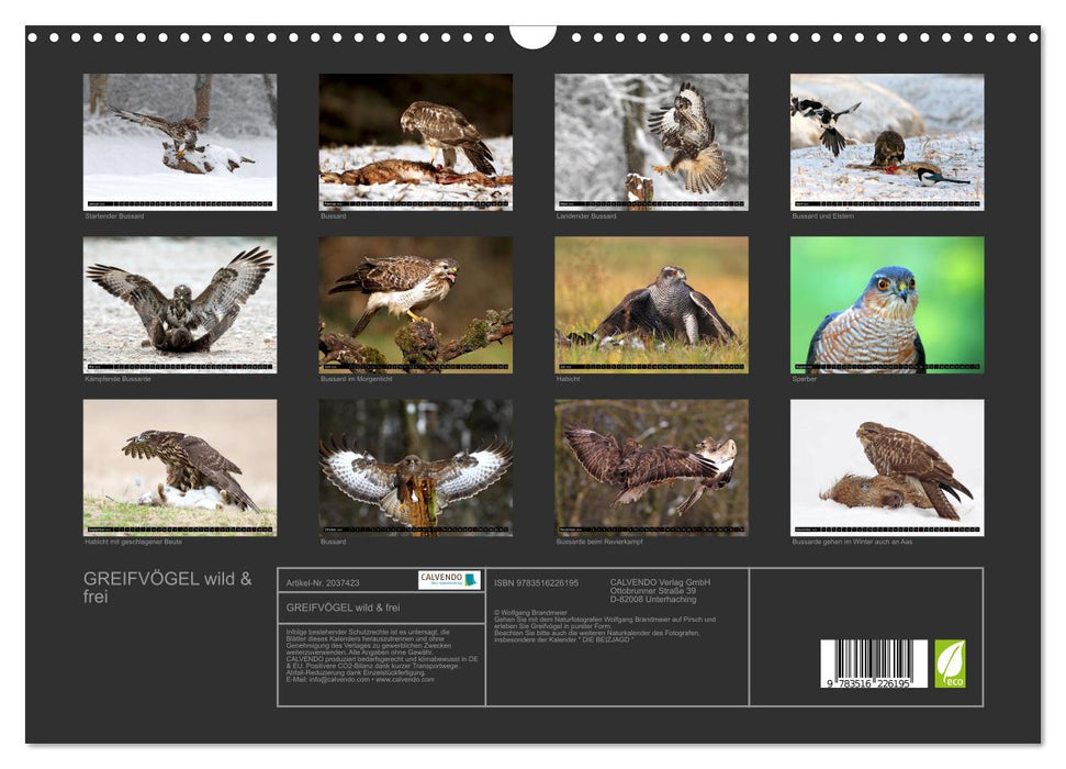 GREIFVÖGEL wild & frei (CALVENDO Wandkalender 2026)