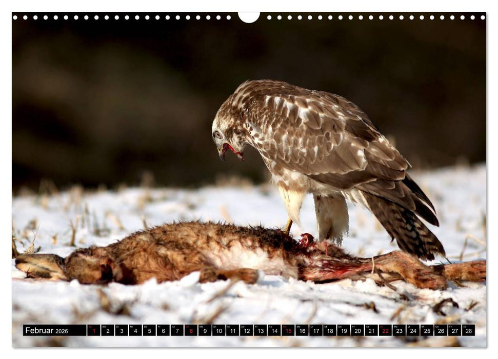 GREIFVÖGEL wild & frei (CALVENDO Wandkalender 2026)