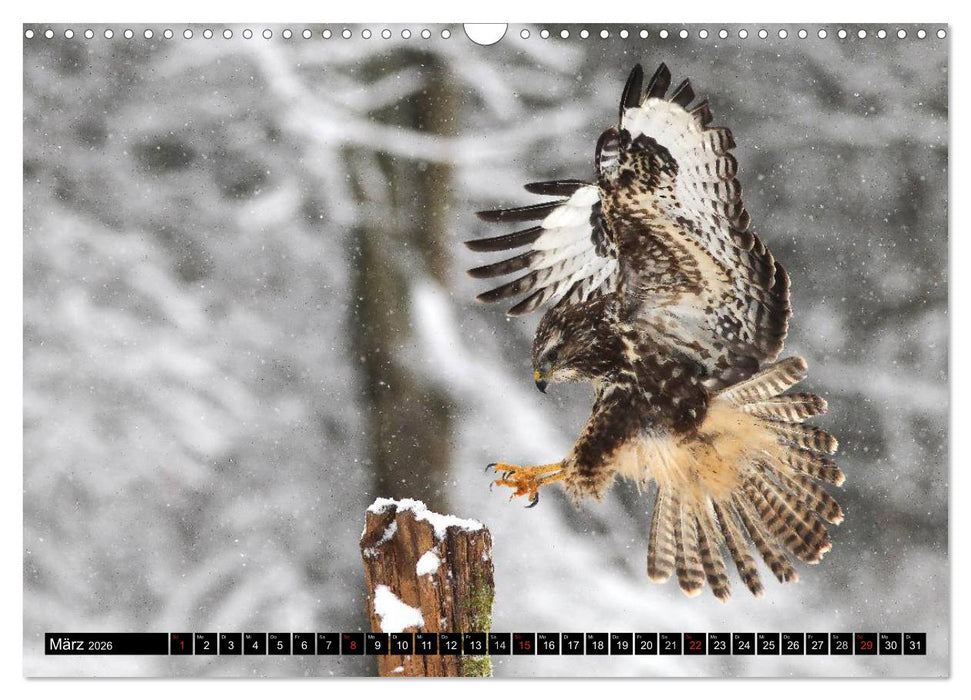 GREIFVÖGEL wild & frei (CALVENDO Wandkalender 2026)