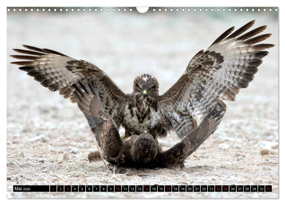 GREIFVÖGEL wild & frei (CALVENDO Wandkalender 2026)