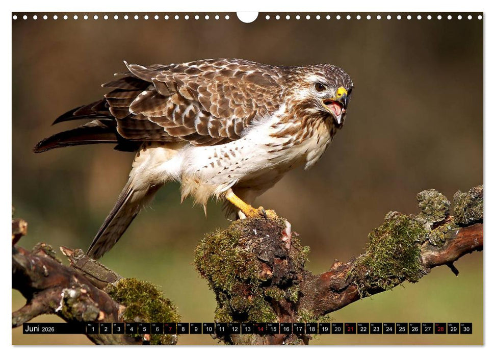 GREIFVÖGEL wild & frei (CALVENDO Wandkalender 2026)