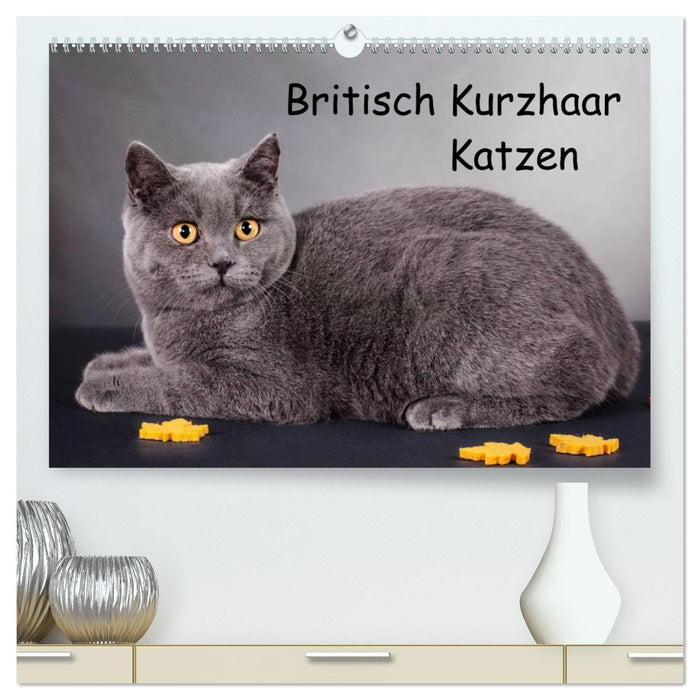 Britisch Kurzhaar Katzen (CALVENDO Premium Wandkalender 2026)