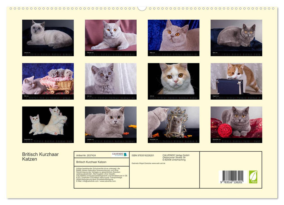 Britisch Kurzhaar Katzen (CALVENDO Premium Wandkalender 2026)