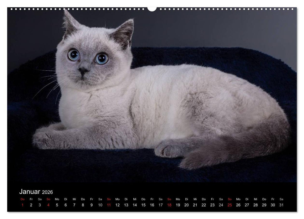Britisch Kurzhaar Katzen (CALVENDO Premium Wandkalender 2026)