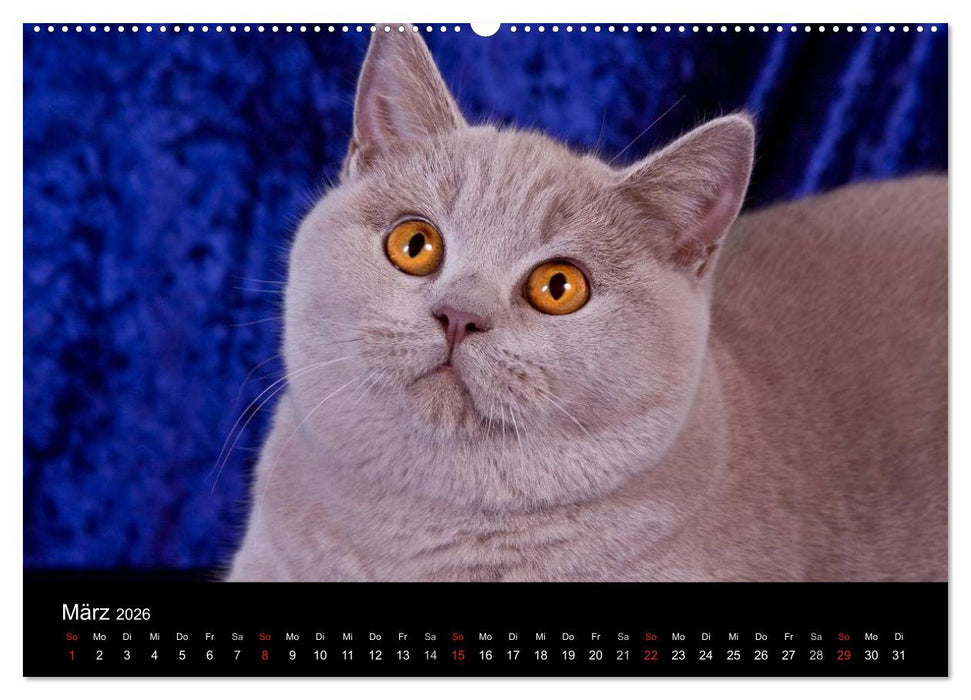 Britisch Kurzhaar Katzen (CALVENDO Premium Wandkalender 2026)