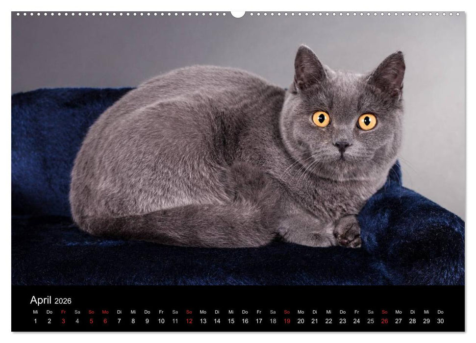 Britisch Kurzhaar Katzen (CALVENDO Premium Wandkalender 2026)