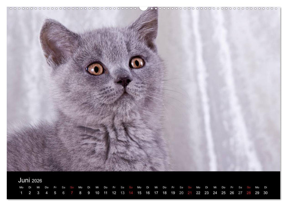 Britisch Kurzhaar Katzen (CALVENDO Premium Wandkalender 2026)