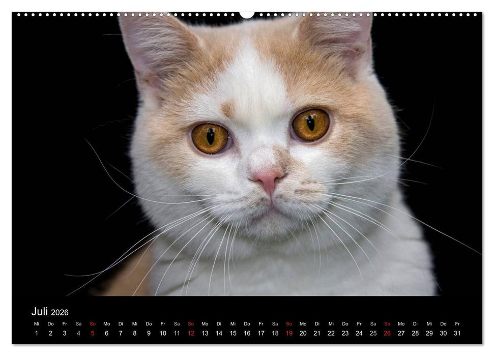 Britisch Kurzhaar Katzen (CALVENDO Premium Wandkalender 2026)