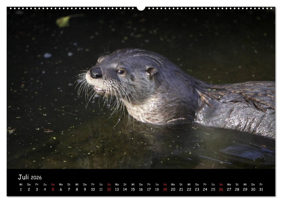 Putzige Fischjäger (CALVENDO Premium Wandkalender 2026)