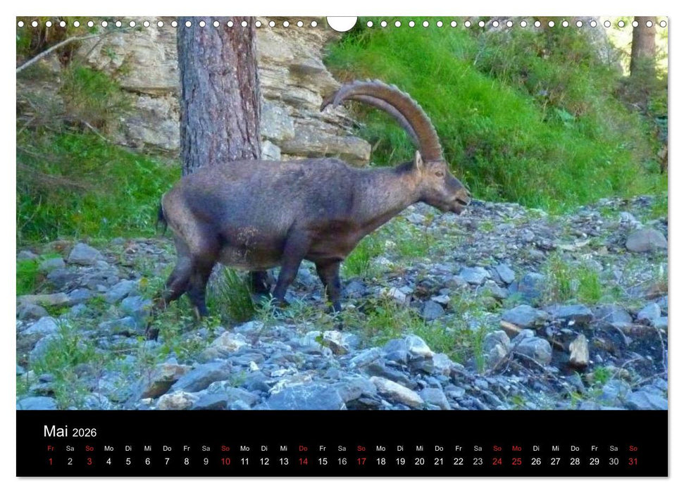 Die Welt der Berge (CALVENDO Wandkalender 2026)