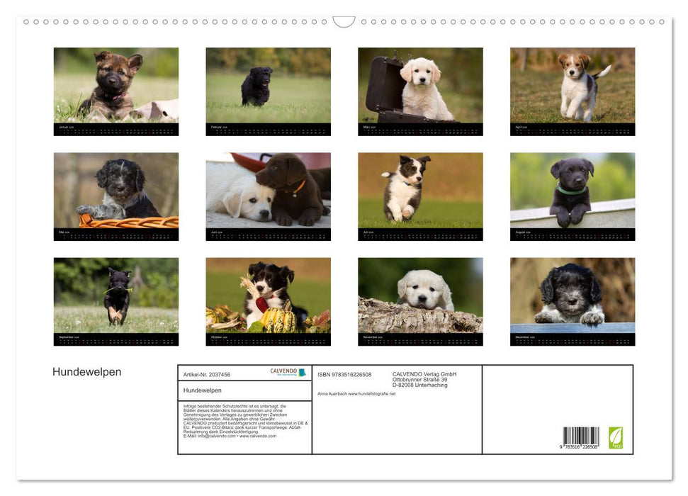 Hundewelpen (CALVENDO Wandkalender 2026)