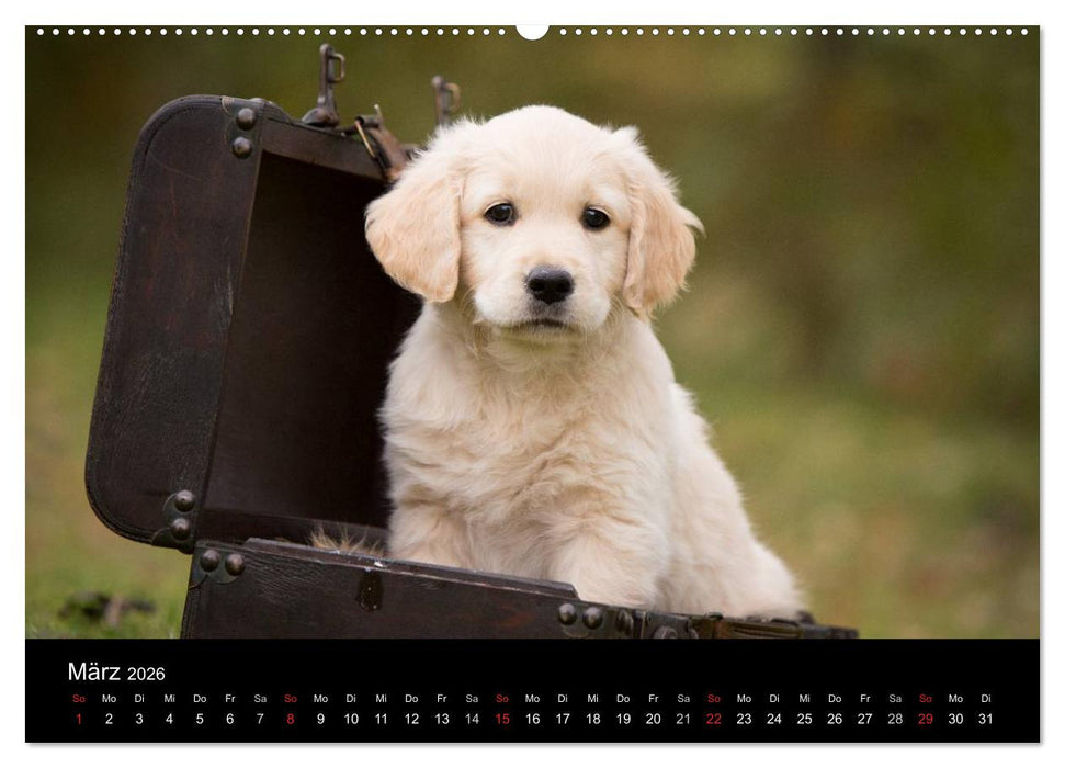 Hundewelpen (CALVENDO Wandkalender 2026)
