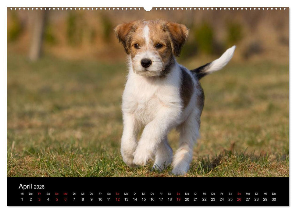 Hundewelpen (CALVENDO Wandkalender 2026)