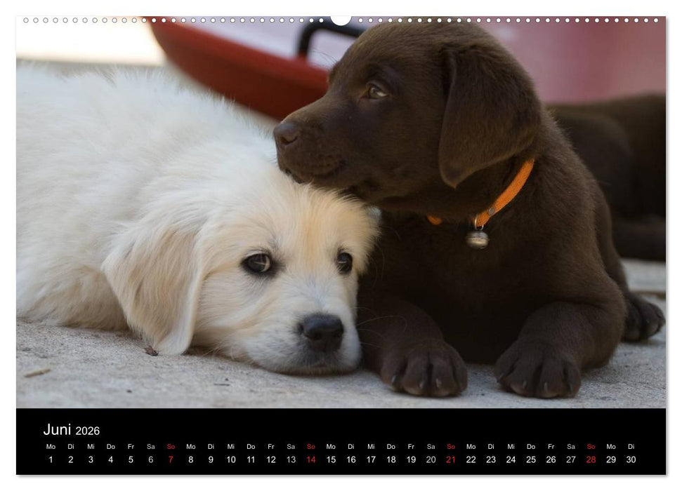 Hundewelpen (CALVENDO Wandkalender 2026)