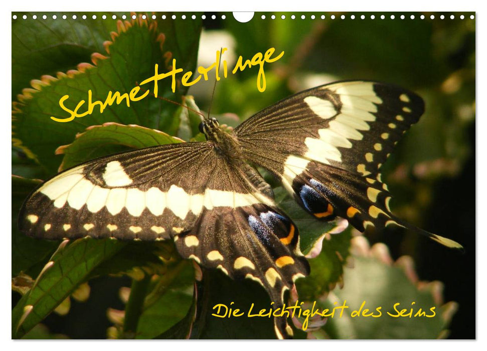 Schmetterlinge (CALVENDO Wandkalender 2026)