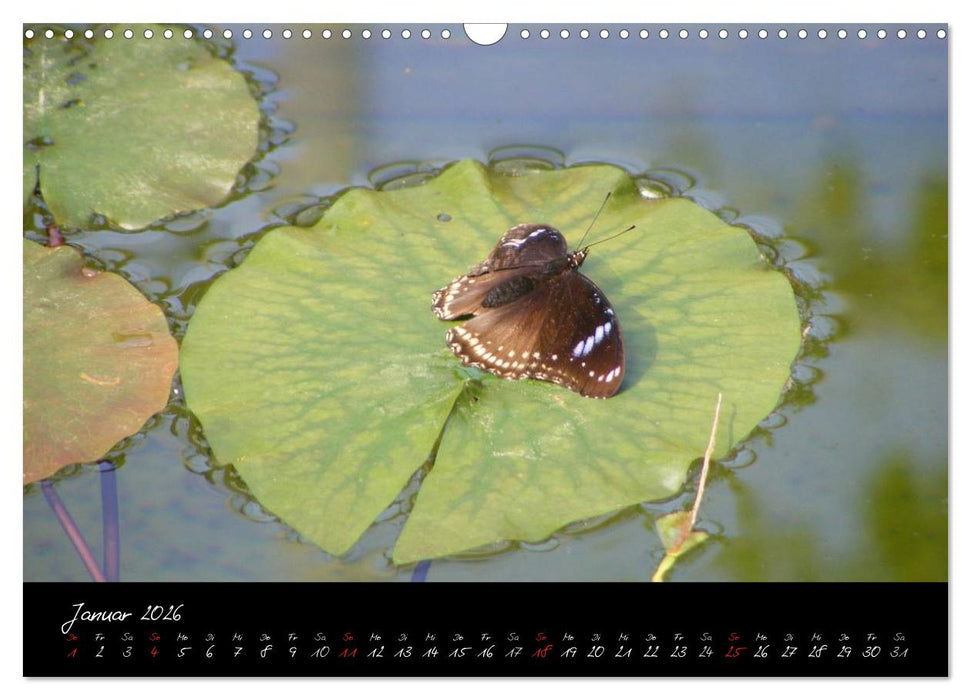 Schmetterlinge (CALVENDO Wandkalender 2026)