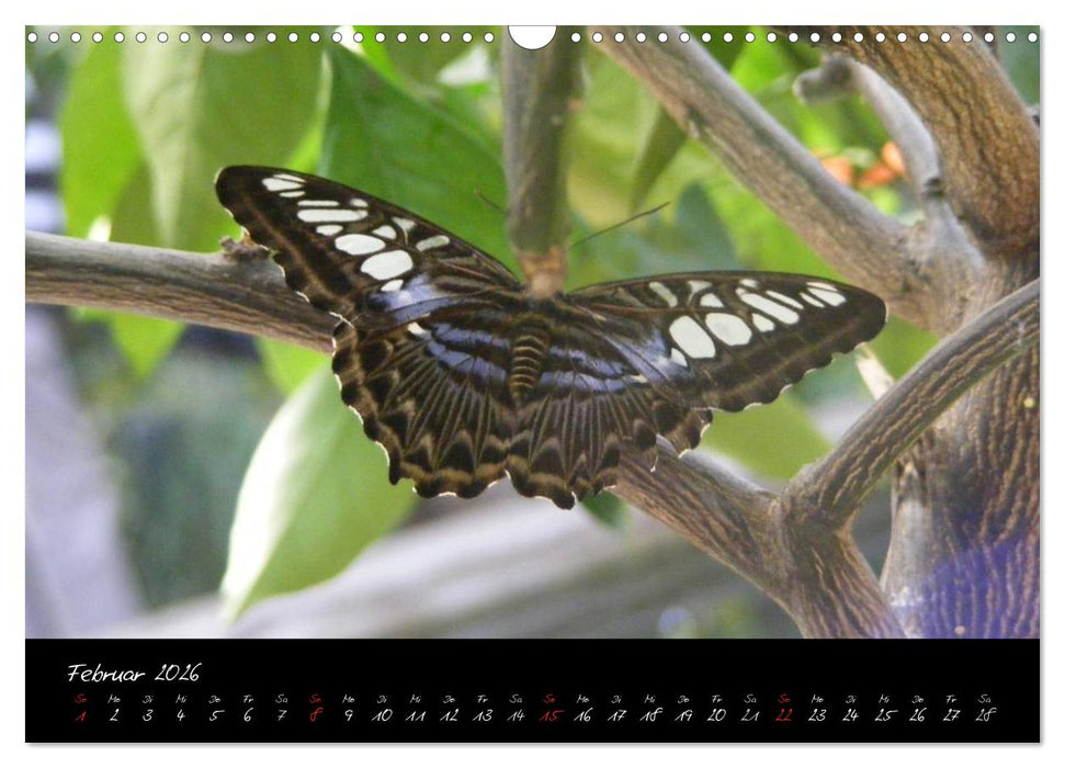 Schmetterlinge (CALVENDO Wandkalender 2026)