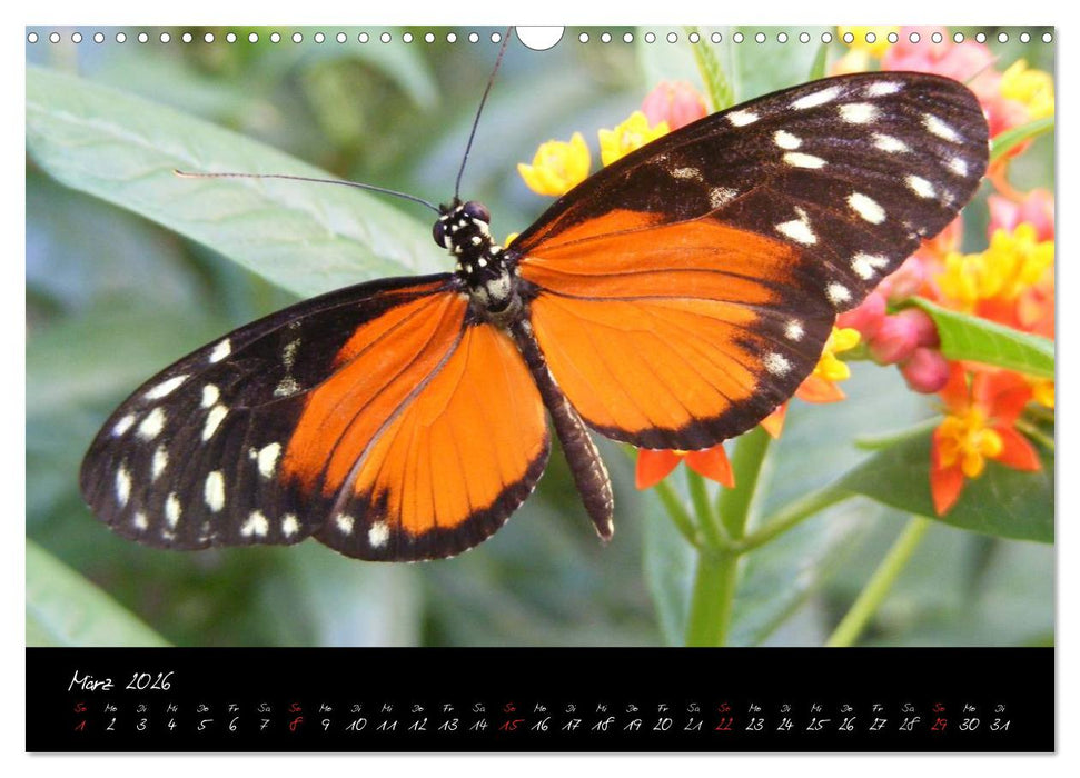 Schmetterlinge (CALVENDO Wandkalender 2026)