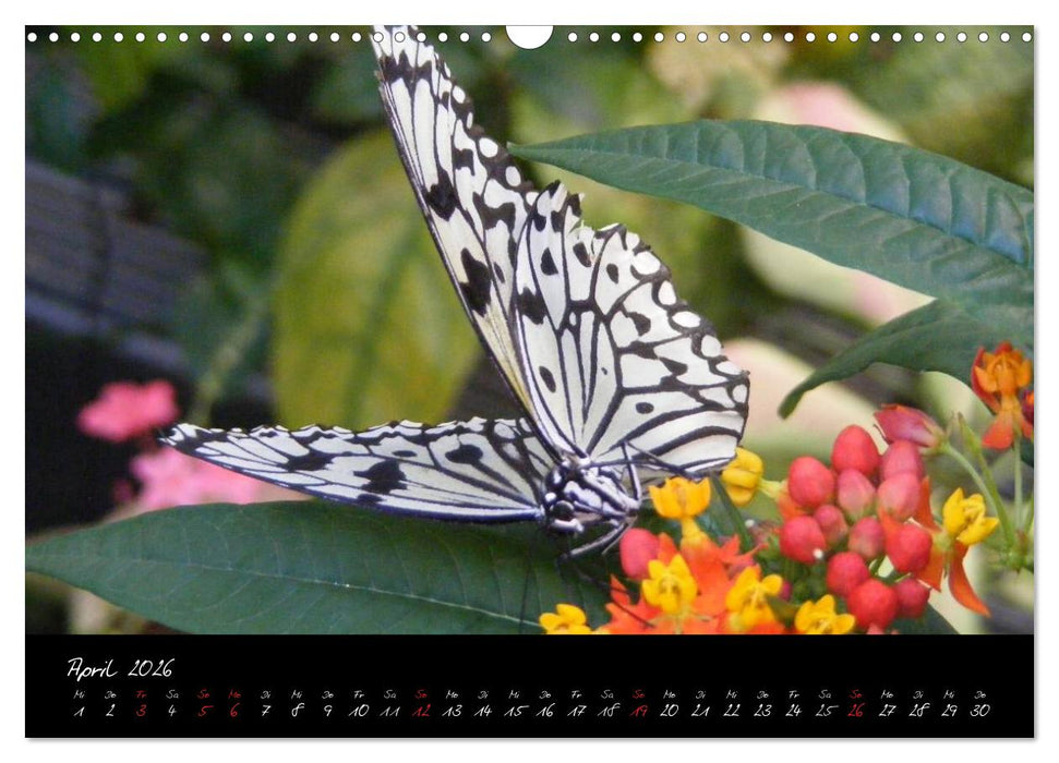 Schmetterlinge (CALVENDO Wandkalender 2026)
