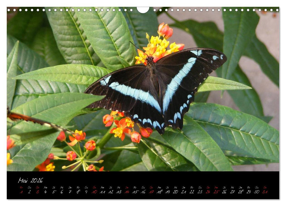 Schmetterlinge (CALVENDO Wandkalender 2026)