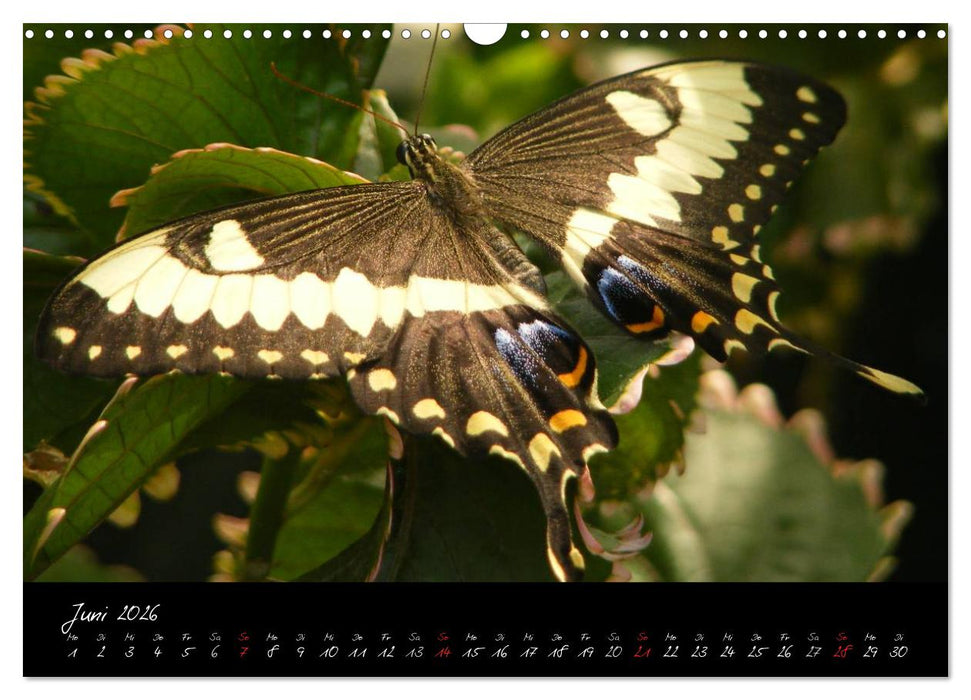 Schmetterlinge (CALVENDO Wandkalender 2026)