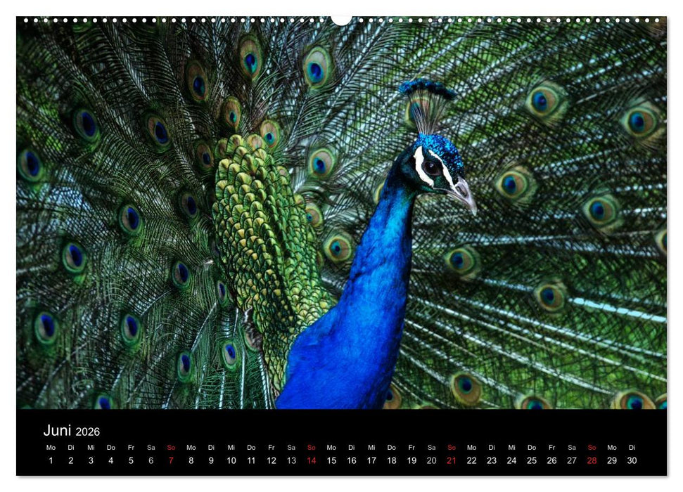 Tierisches (CALVENDO Wandkalender 2026)
