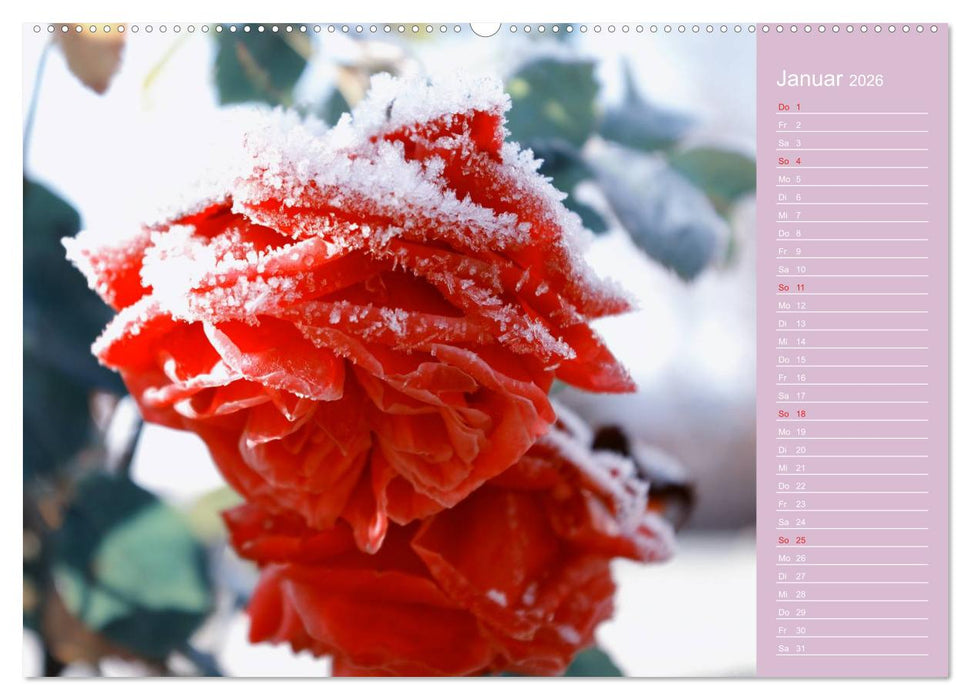 Blumenfreude (CALVENDO Premium Wandkalender 2026)