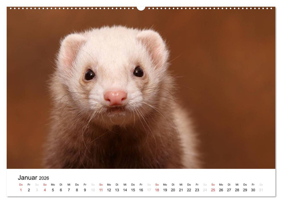 Frettchen - Ferrets (CALVENDO Premium Wandkalender 2026)