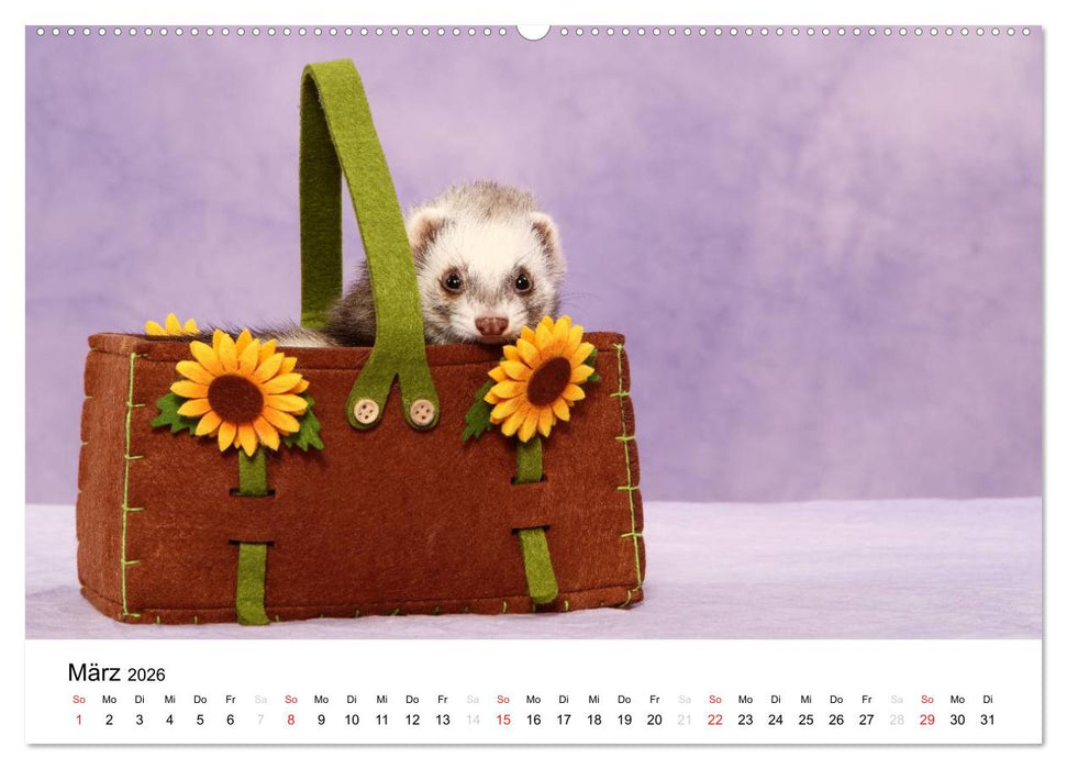 Frettchen - Ferrets (CALVENDO Premium Wandkalender 2026)