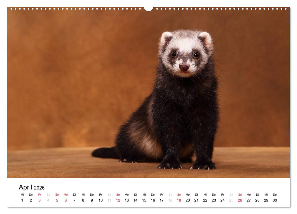 Frettchen - Ferrets (CALVENDO Premium Wandkalender 2026)