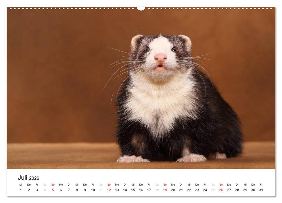 Frettchen - Ferrets (CALVENDO Premium Wandkalender 2026)