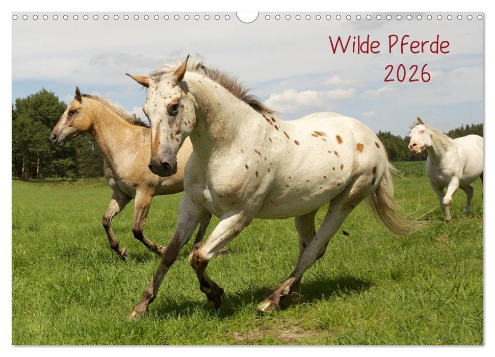 Wilde Pferde (CALVENDO Wandkalender 2026)
