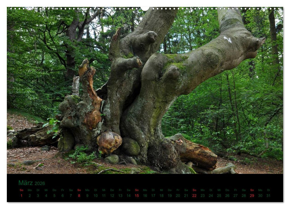 Baumgeflüster (CALVENDO Wandkalender 2026)