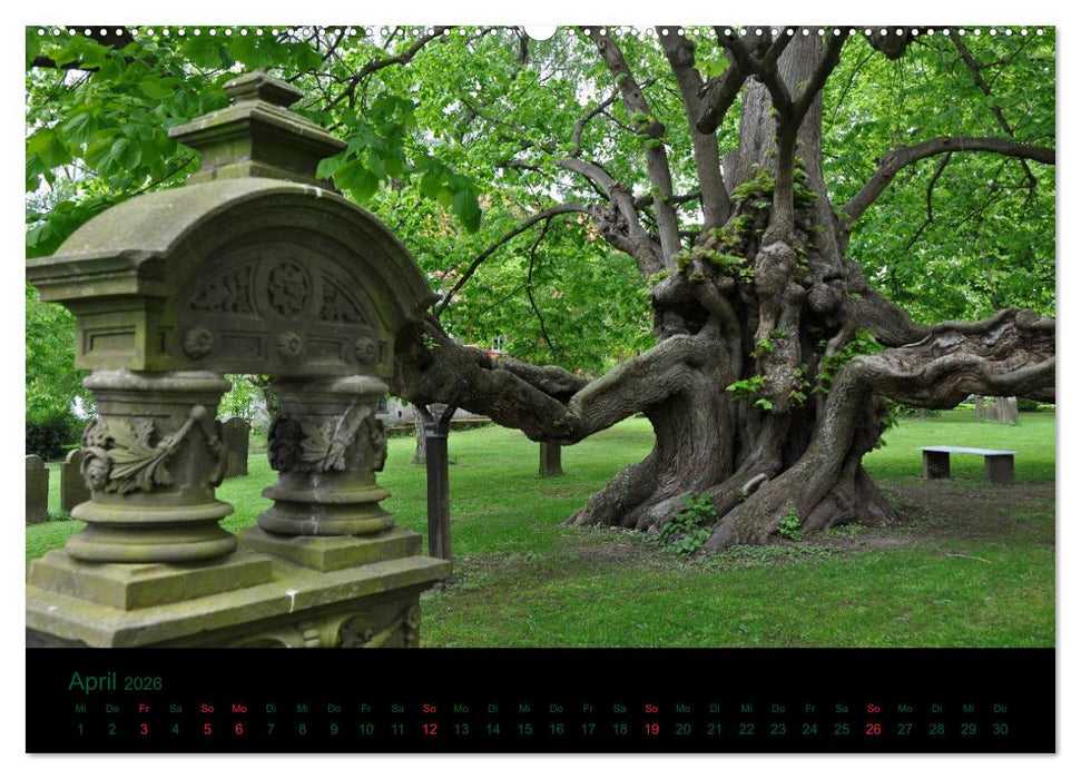 Baumgeflüster (CALVENDO Wandkalender 2026)