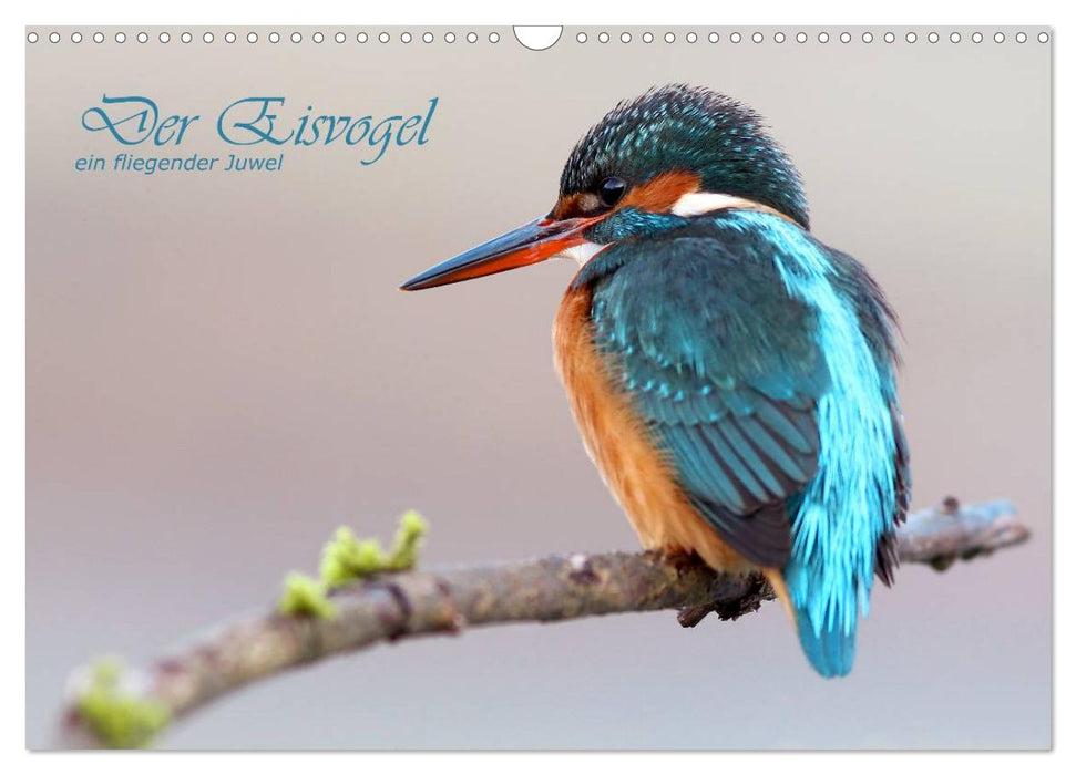 Der Eisvogel (CALVENDO Wandkalender 2026)