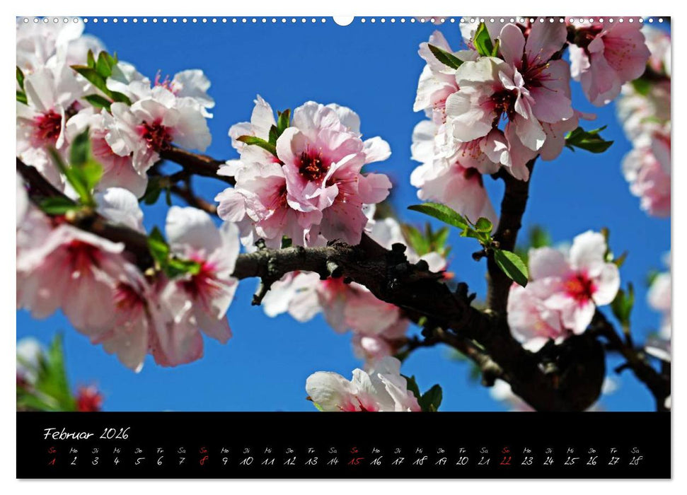 Flower (CALVENDO Wandkalender 2026)