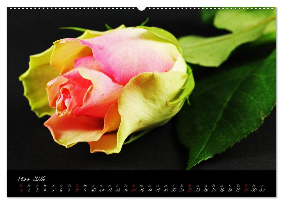 Flower (CALVENDO Wandkalender 2026)
