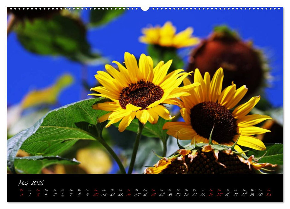 Flower (CALVENDO Wandkalender 2026)