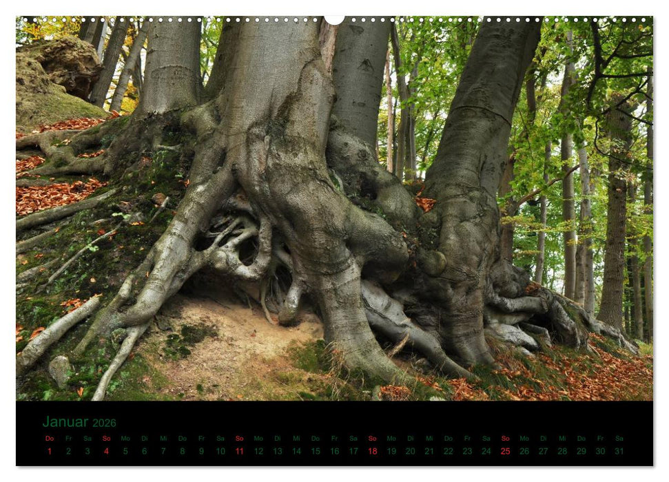 Wurzelwerke (CALVENDO Wandkalender 2026)