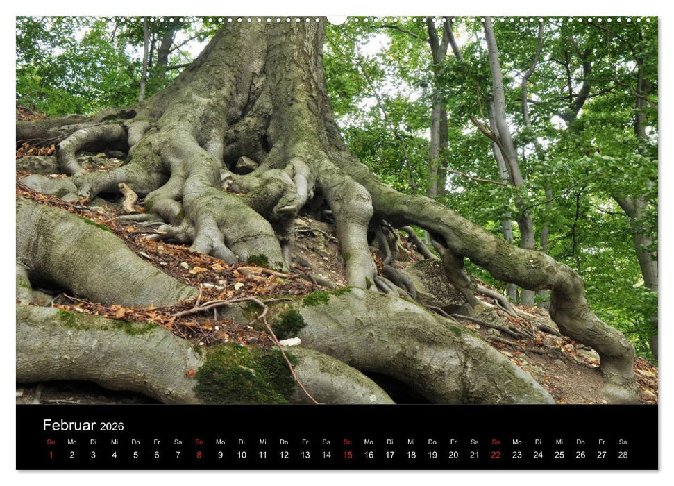 Wurzelwerke (CALVENDO Wandkalender 2026)