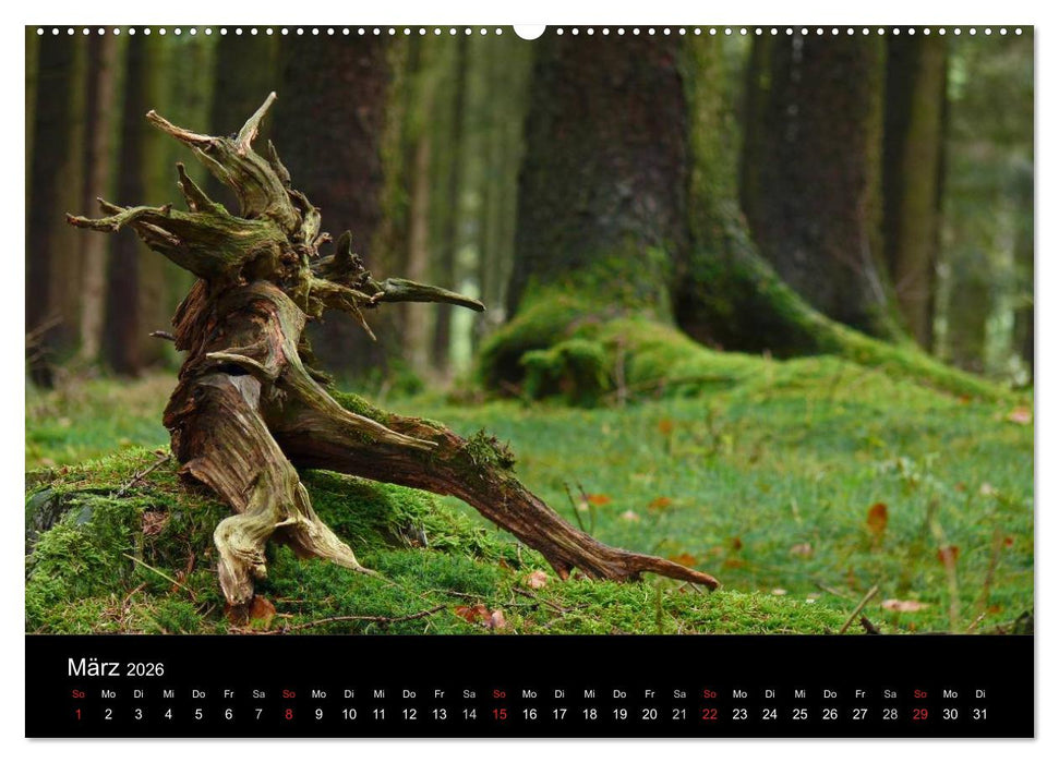 Wurzelwerke (CALVENDO Wandkalender 2026)