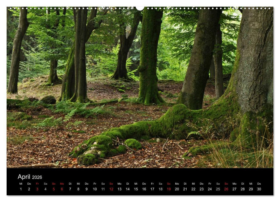 Wurzelwerke (CALVENDO Wandkalender 2026)