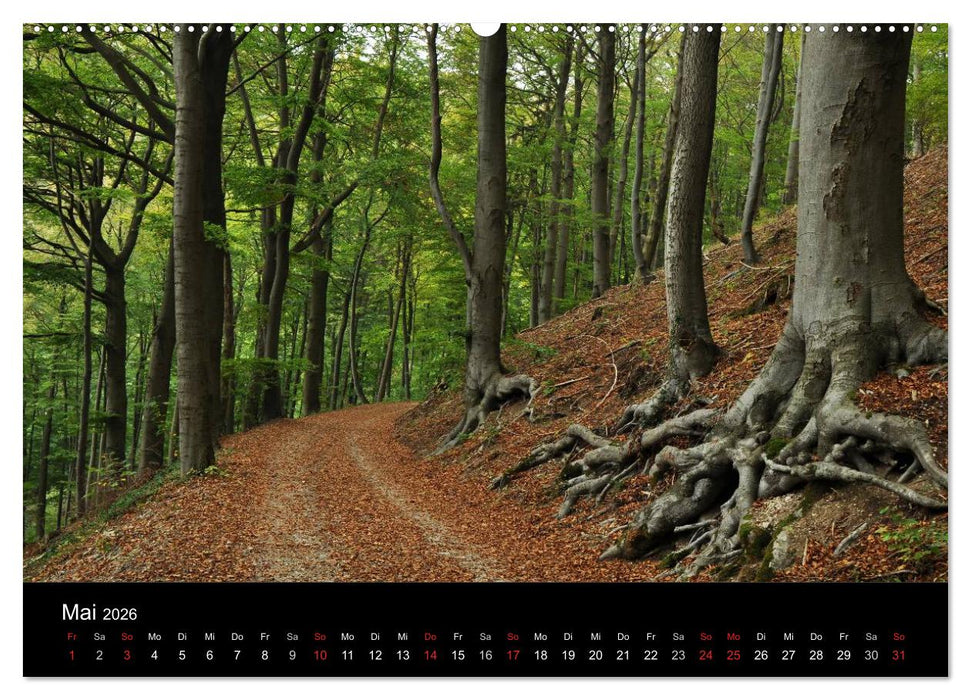 Wurzelwerke (CALVENDO Wandkalender 2026)
