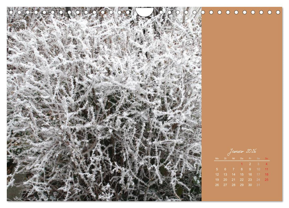 Gartenträume (CALVENDO Wandkalender 2026)